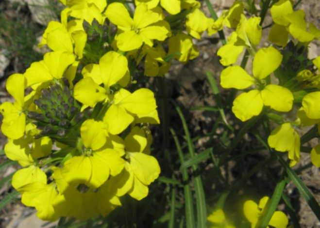 Crucifera in PNDB - Erysimum sp.