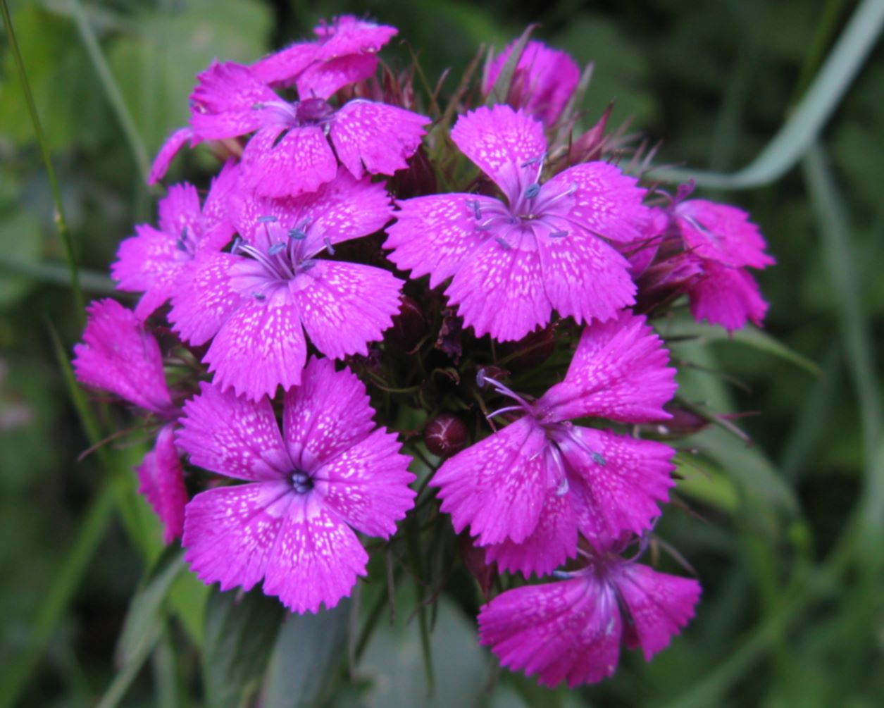 Dianthus barbatus / Garofano barbato