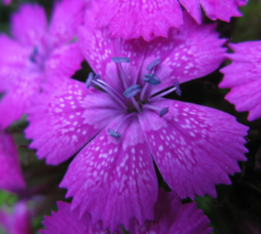 Dianthus barbatus / Garofano barbato