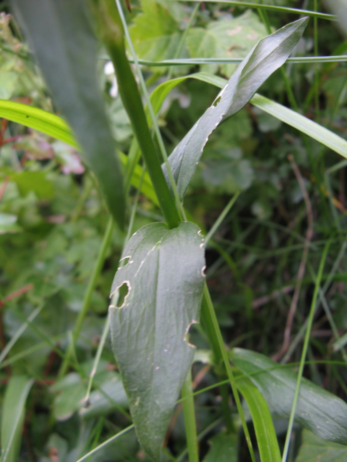 Dianthus barbatus / Garofano barbato