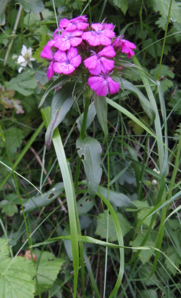 Dianthus barbatus / Garofano barbato