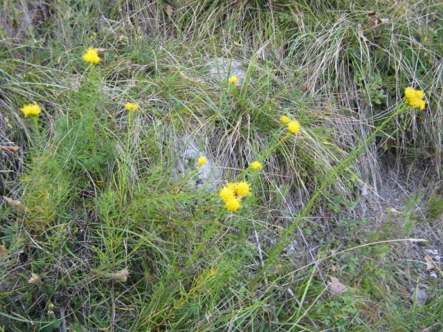 Aster linoryris