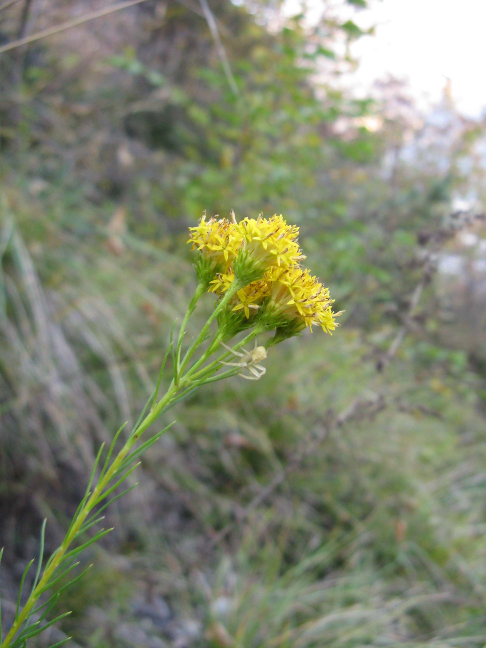 Aster linoryris