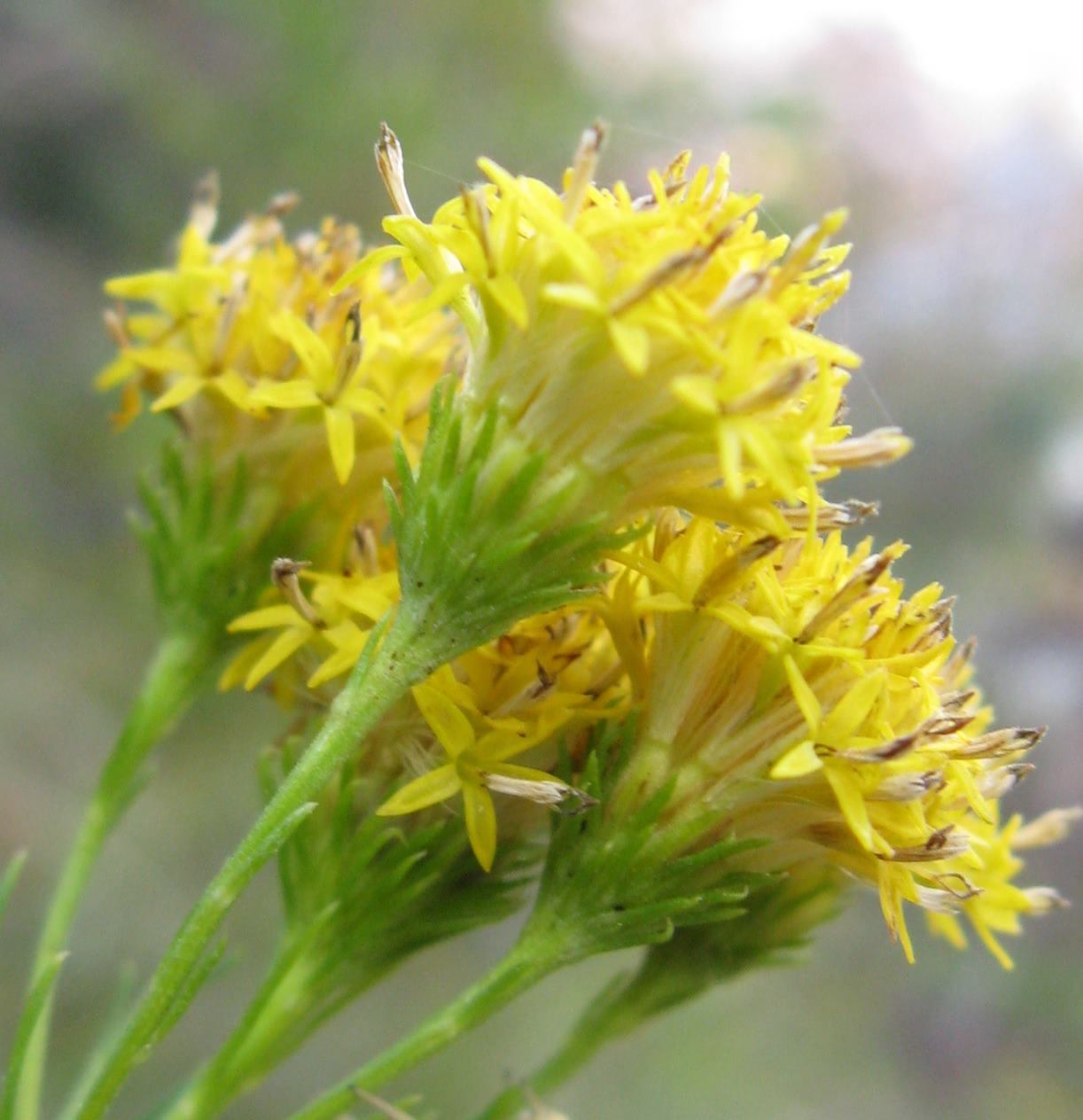 Aster linoryris