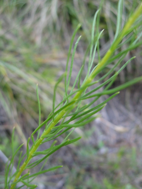 Aster linoryris