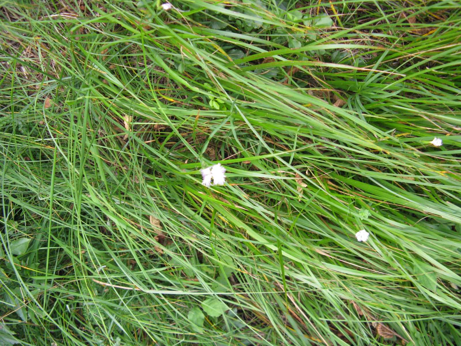 Dianthus in Valbelluna - D. monspessulanus