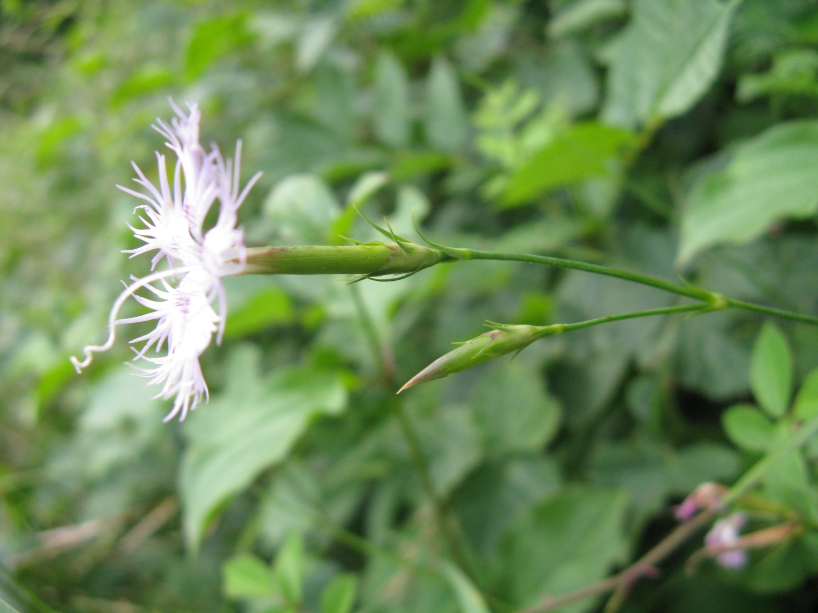 Dianthus in Valbelluna - D. monspessulanus