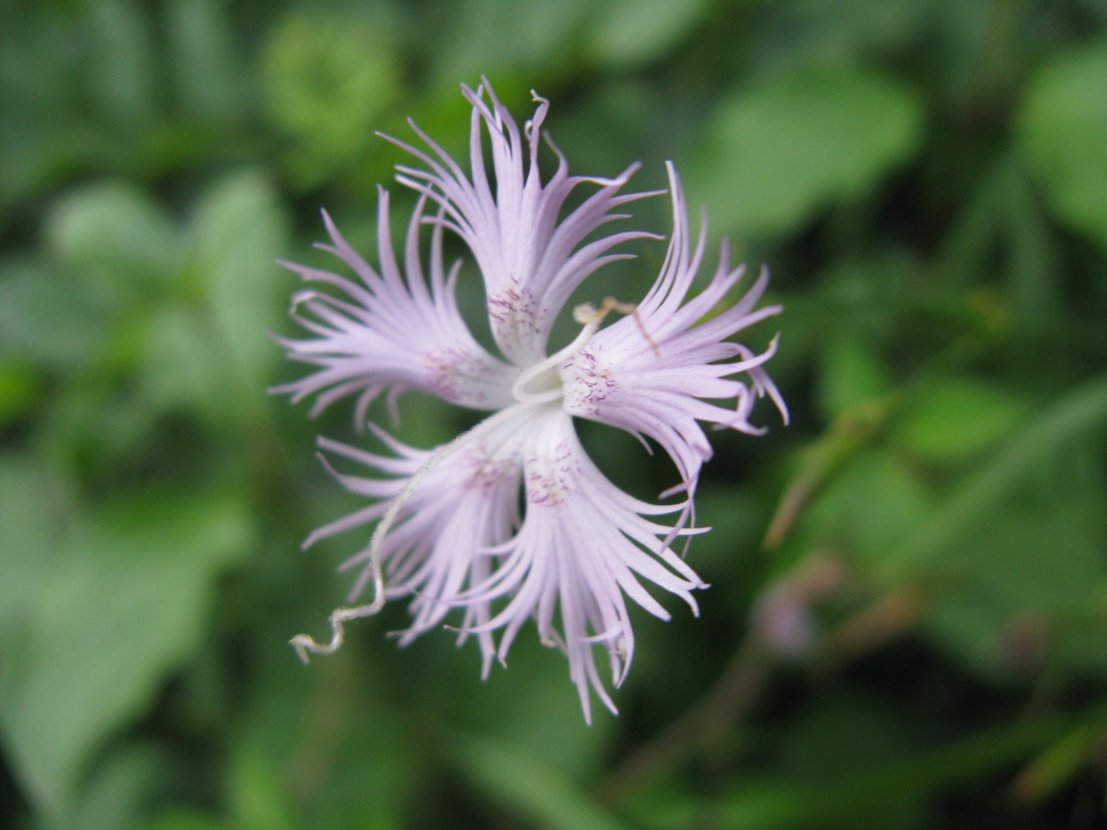 Dianthus in Valbelluna - D. monspessulanus