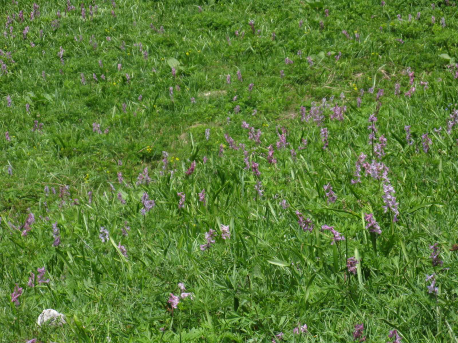 prealpi venete - Corydalis cava