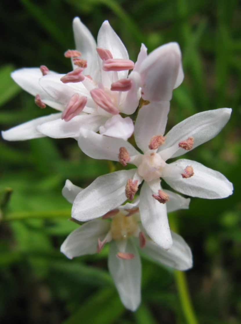 Scilla bifolia