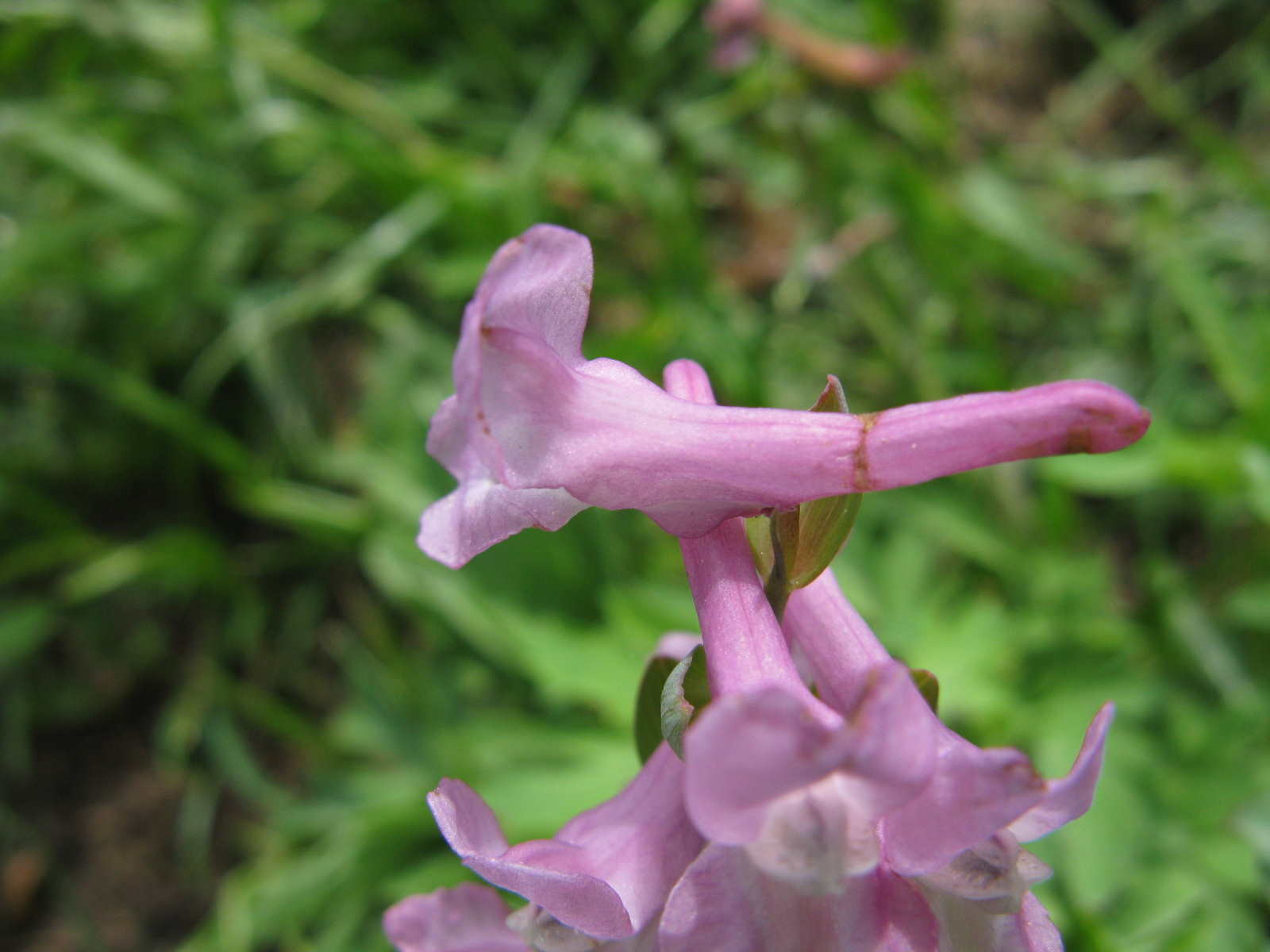 prealpi venete - Corydalis cava