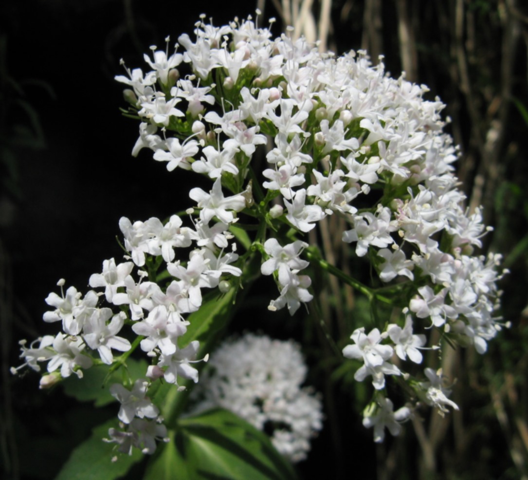 Valeriana tripteris