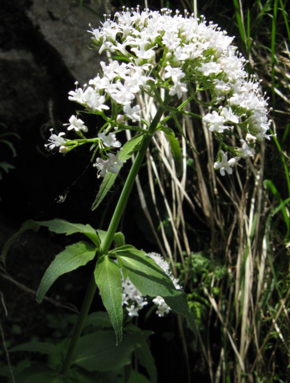 Valeriana tripteris