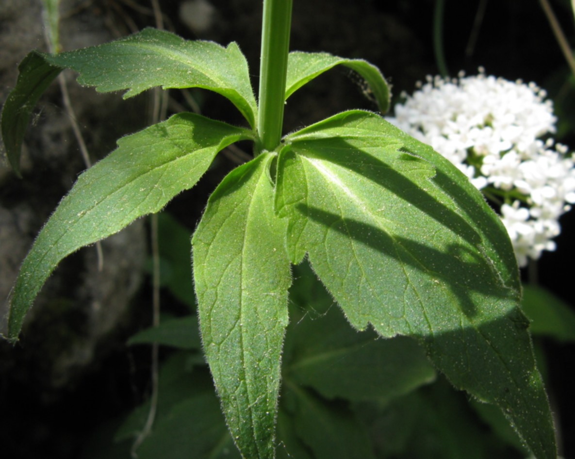 Valeriana tripteris