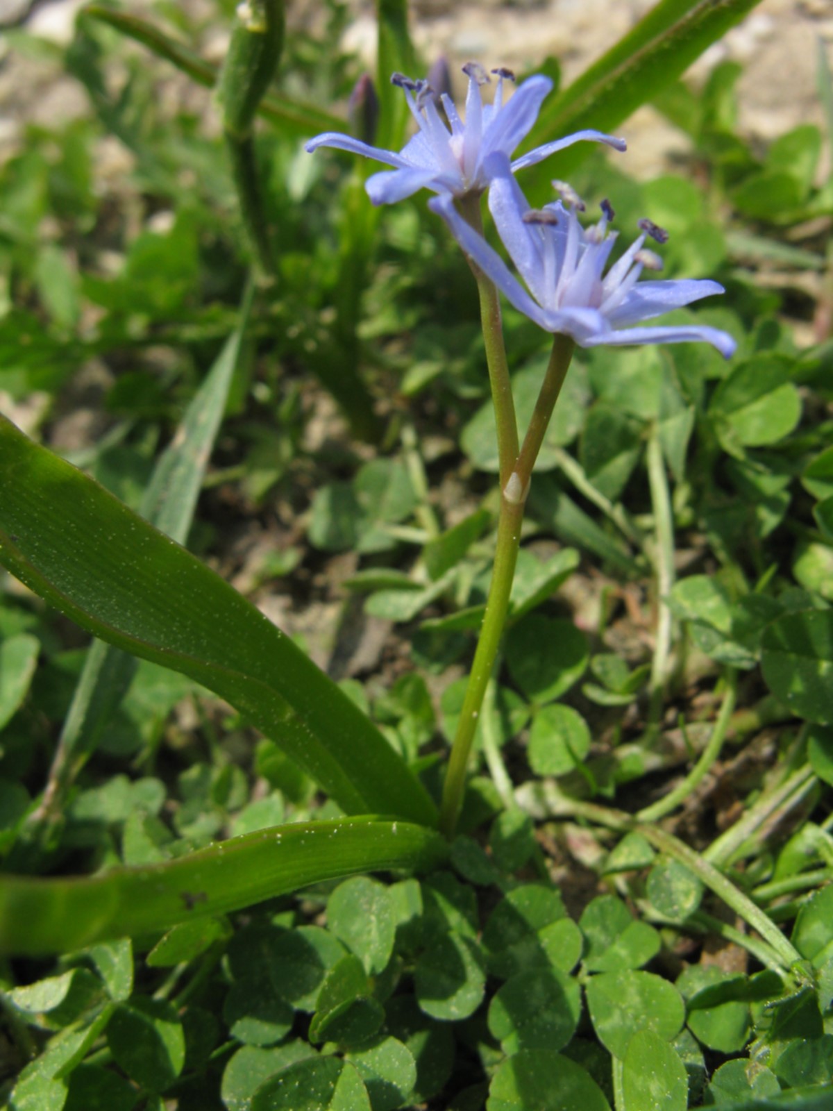 Scilla bifolia