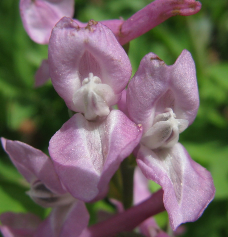 prealpi venete - Corydalis cava