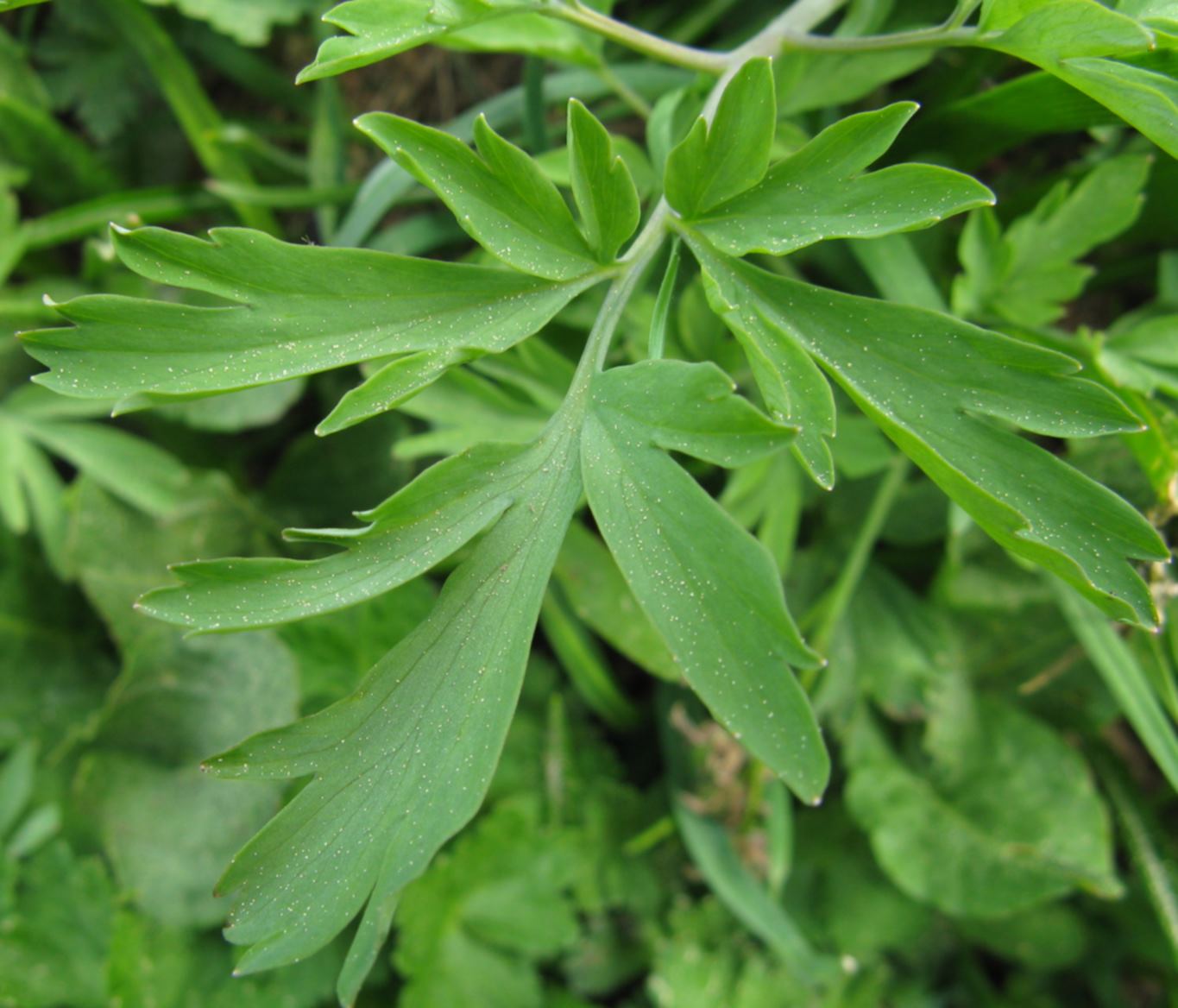 prealpi venete - Corydalis cava