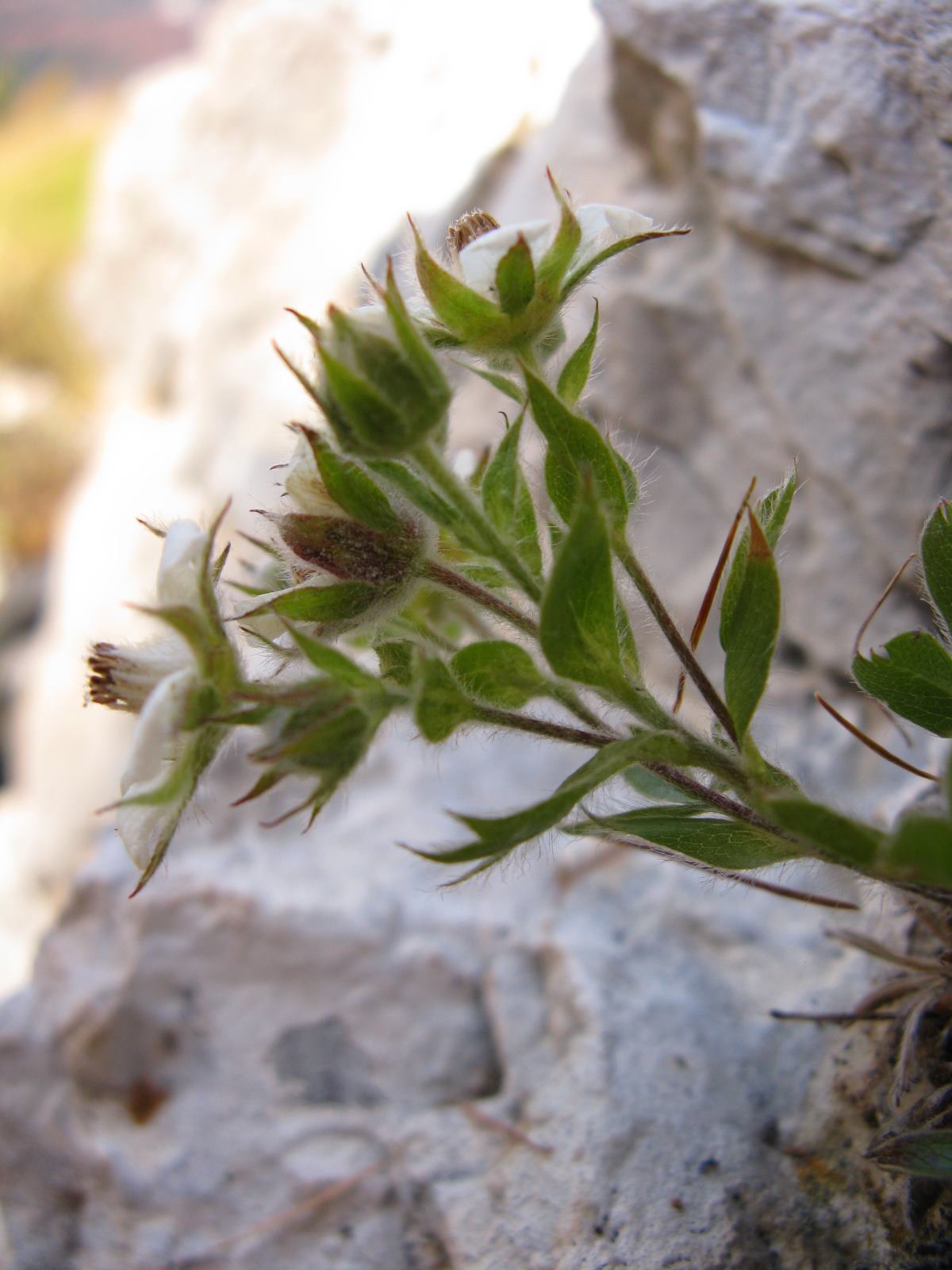 Potentilla caulescens