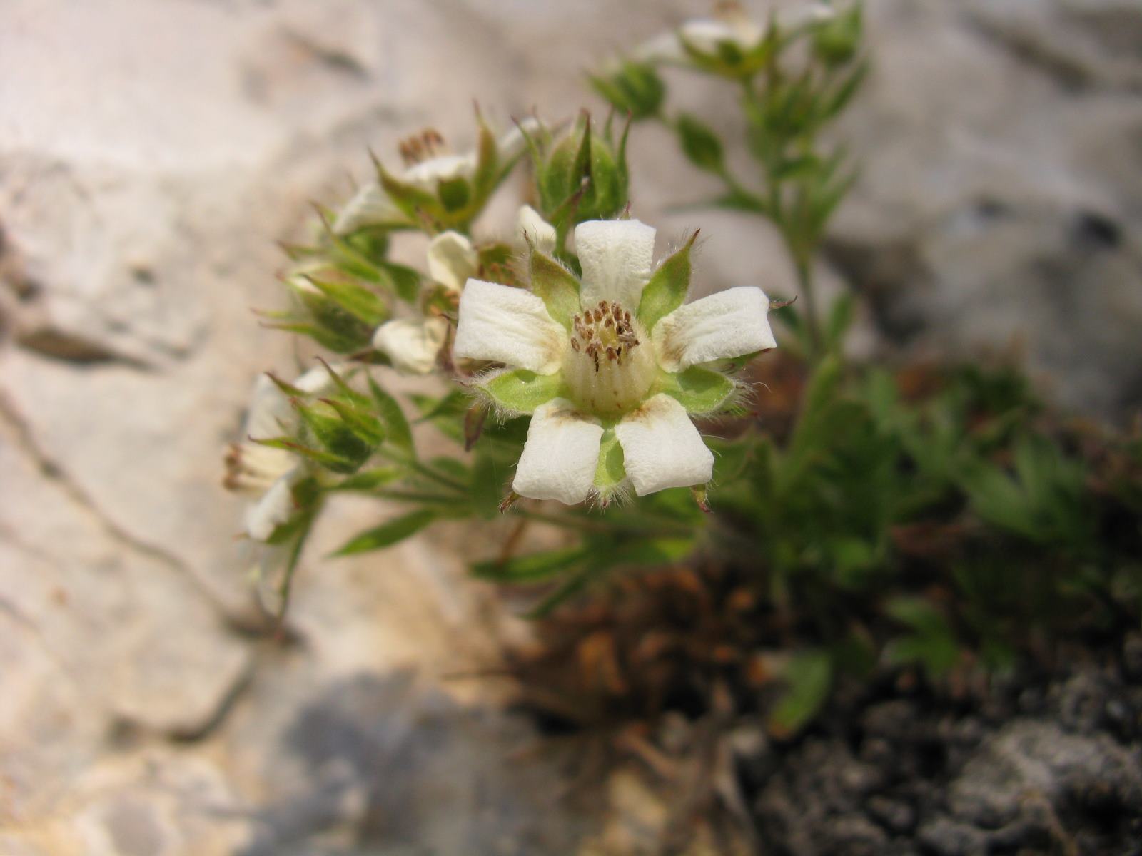 Potentilla caulescens