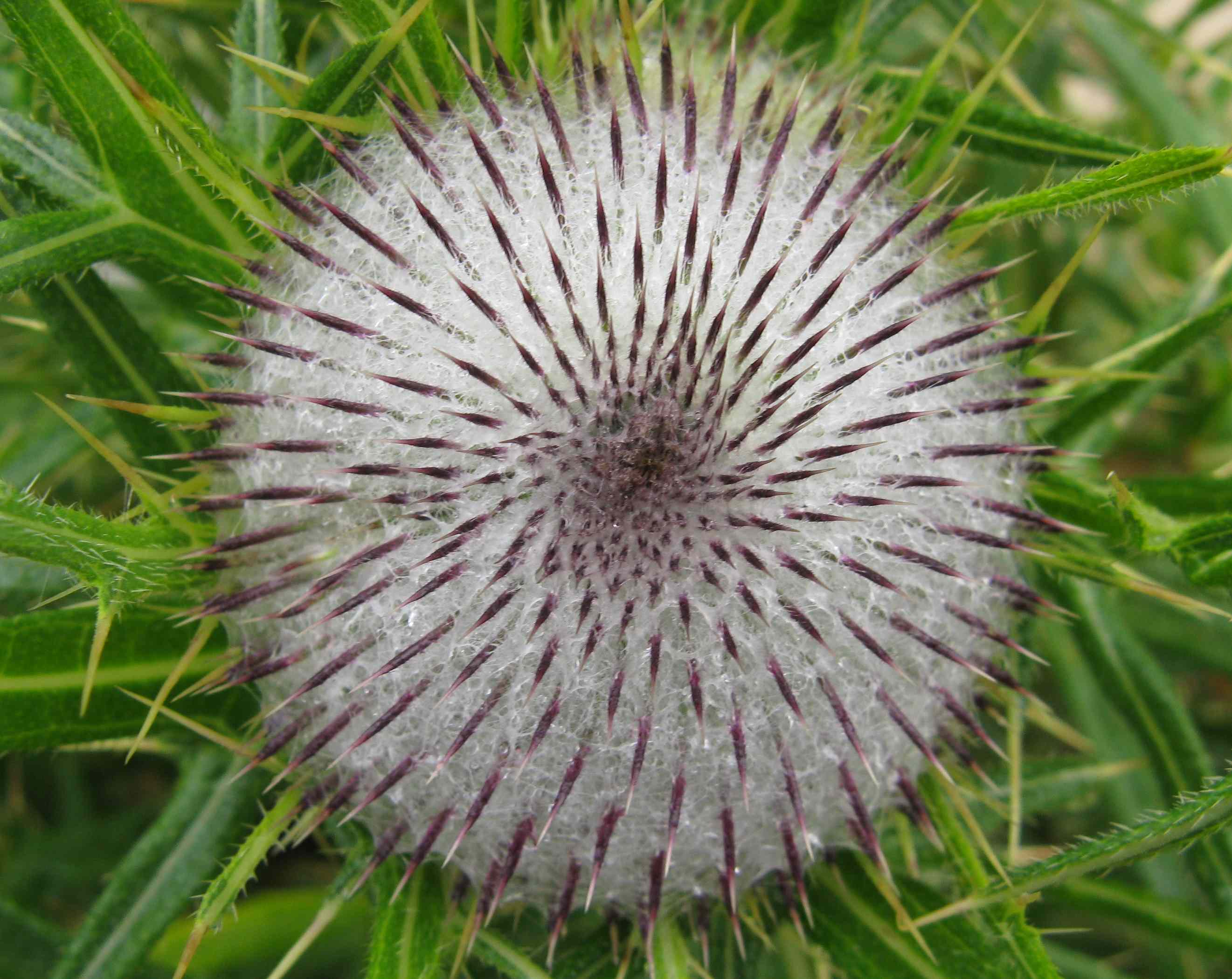 Cirsium eriophorum / Cirsio lanoso