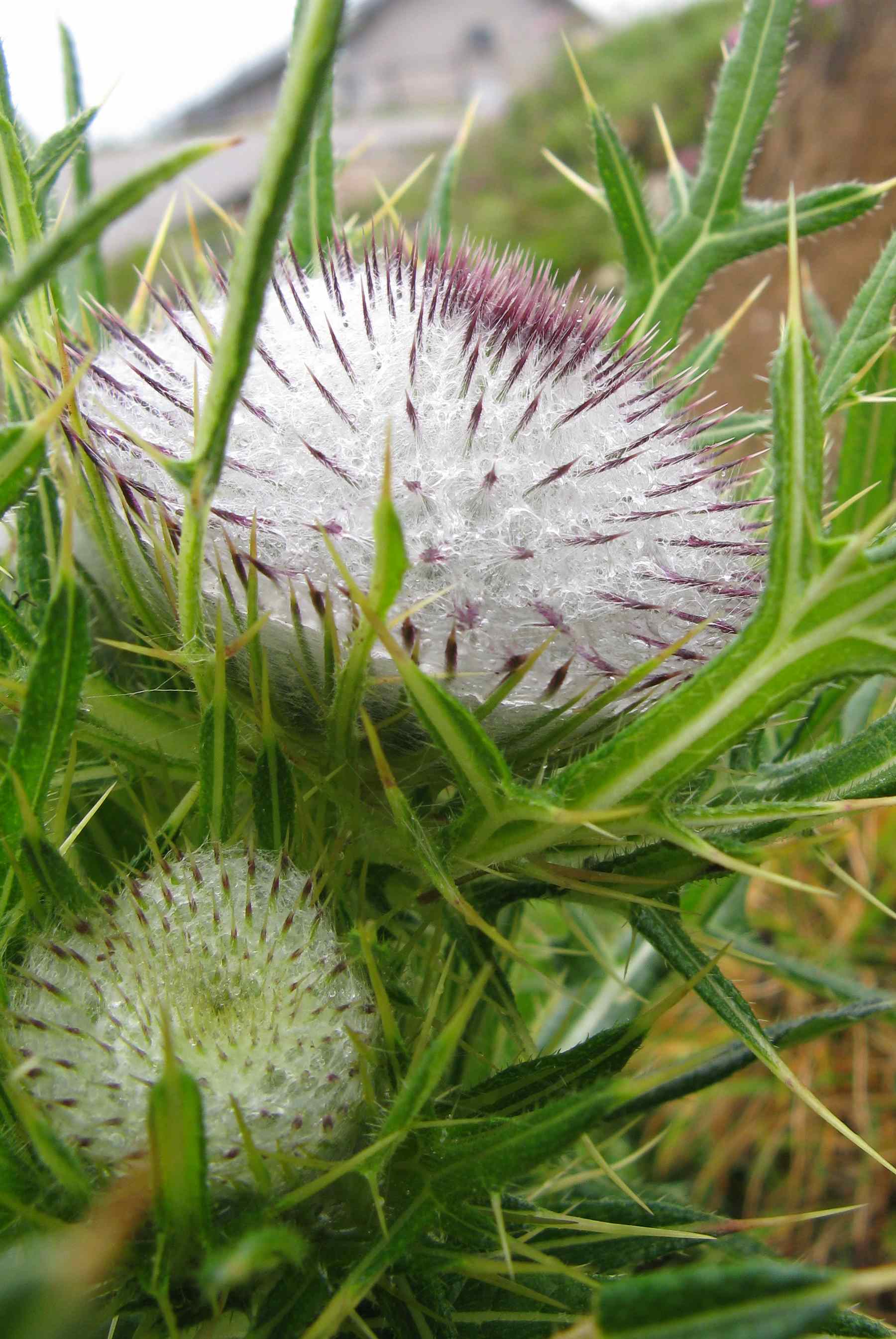 Cirsium eriophorum / Cirsio lanoso