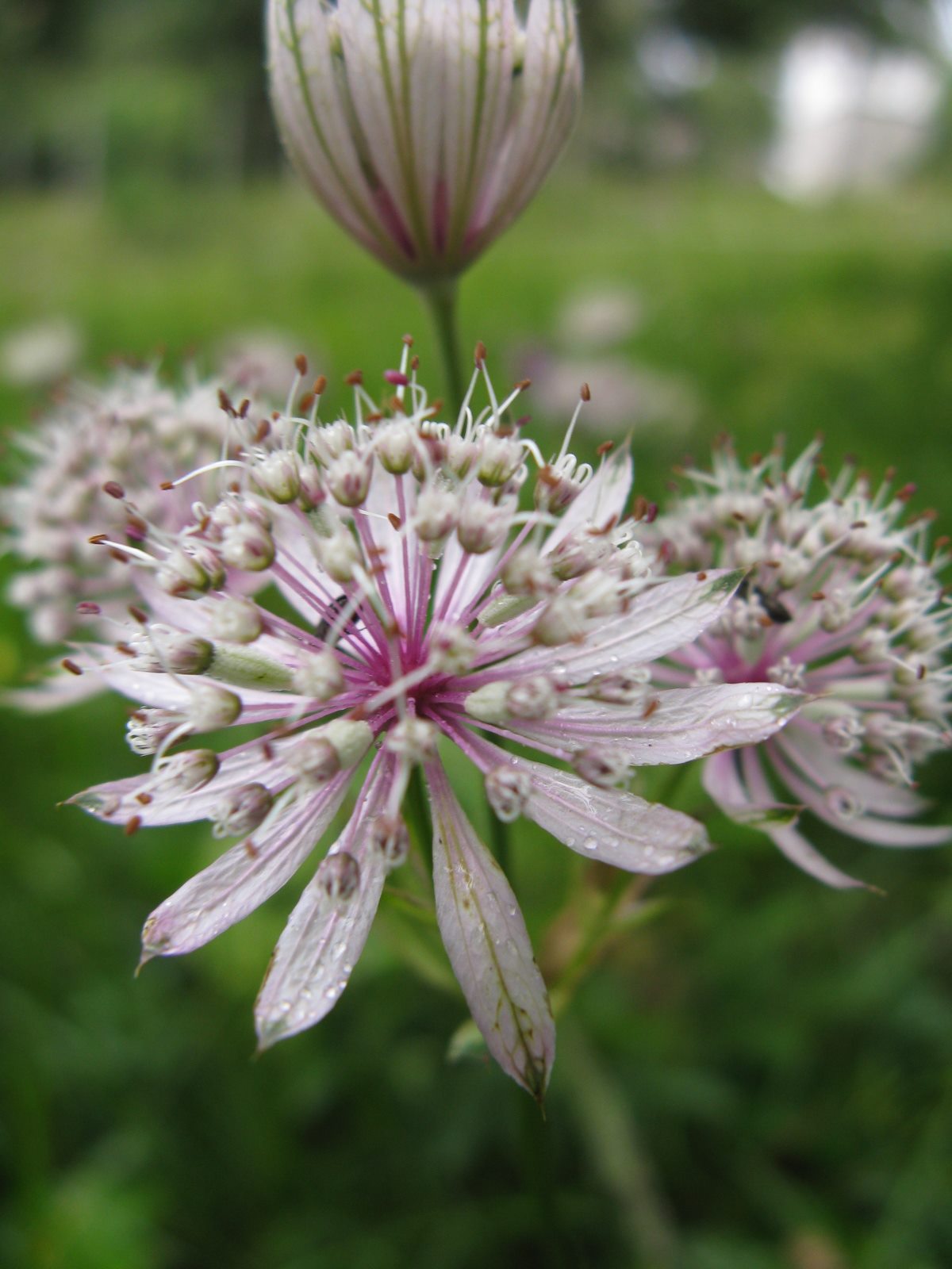 Alpe del Nevegal - Astrantia major