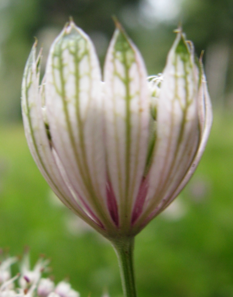 Alpe del Nevegal - Astrantia major