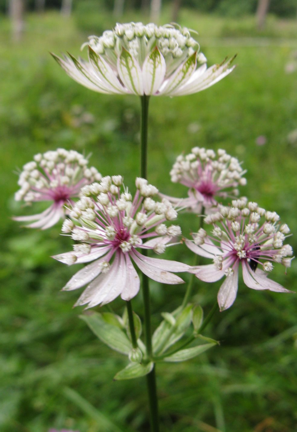 Alpe del Nevegal - Astrantia major