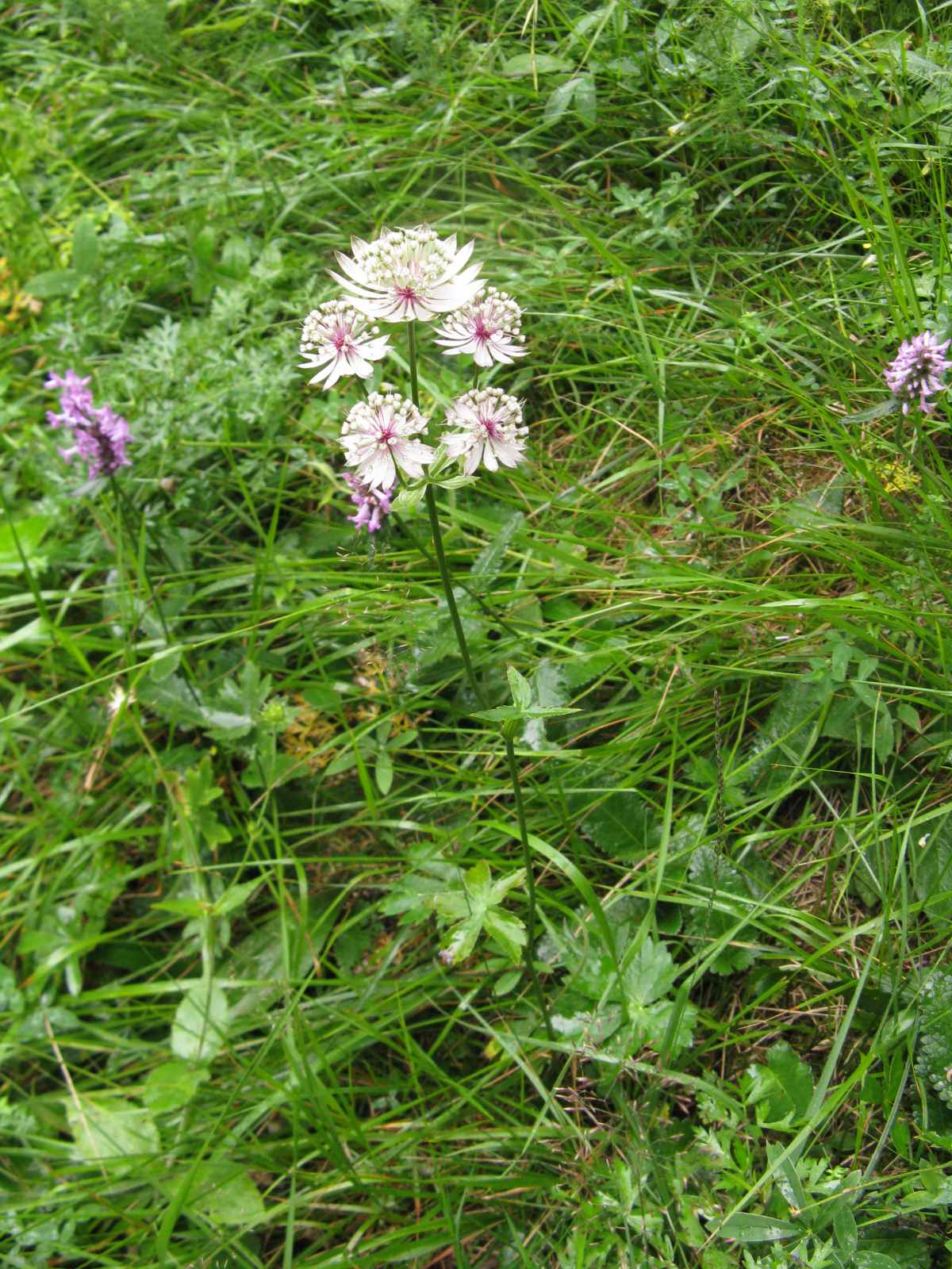 Alpe del Nevegal - Astrantia major