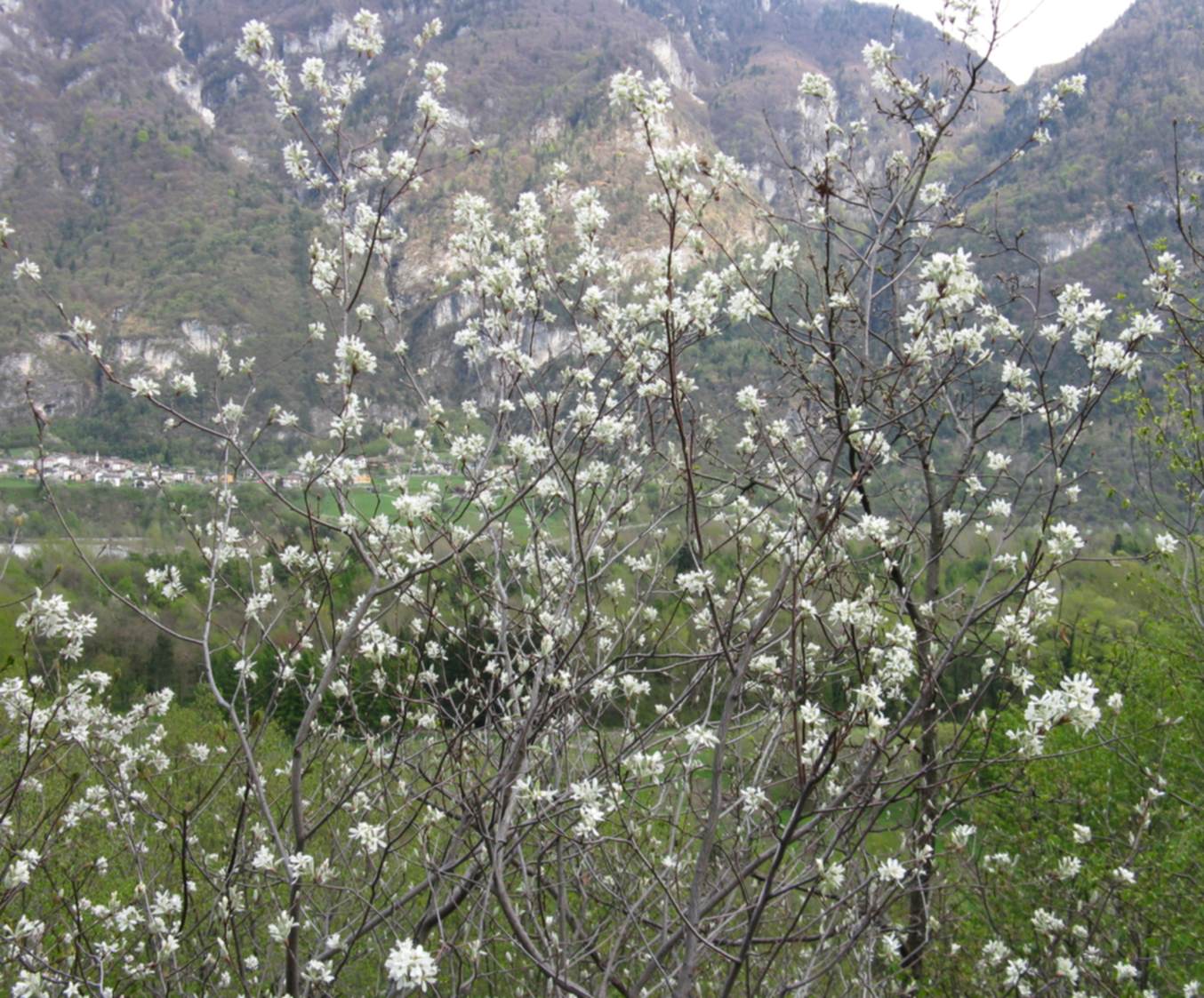 arbusto fiorito in Valbelluna - Amelancher ovalis