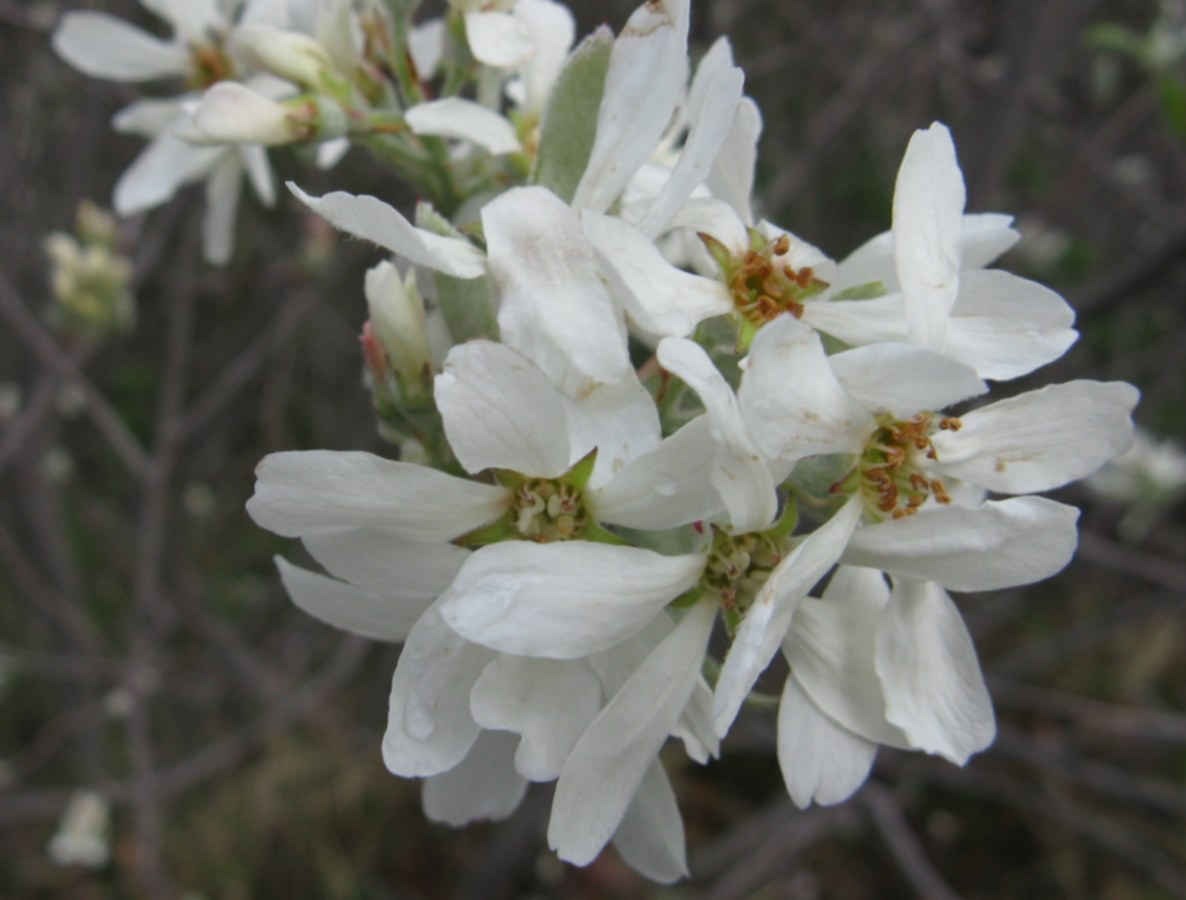 arbusto fiorito in Valbelluna - Amelancher ovalis