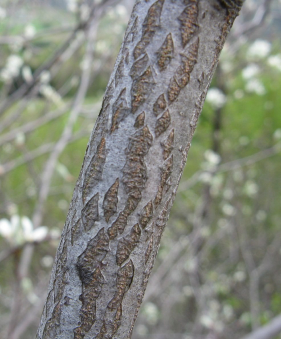 arbusto fiorito in Valbelluna - Amelancher ovalis