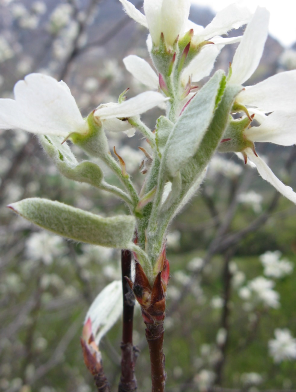 arbusto fiorito in Valbelluna - Amelancher ovalis