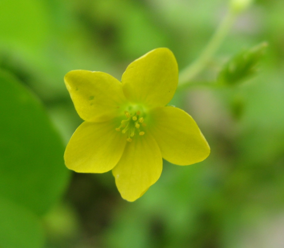 oxalidacea in valbelluna