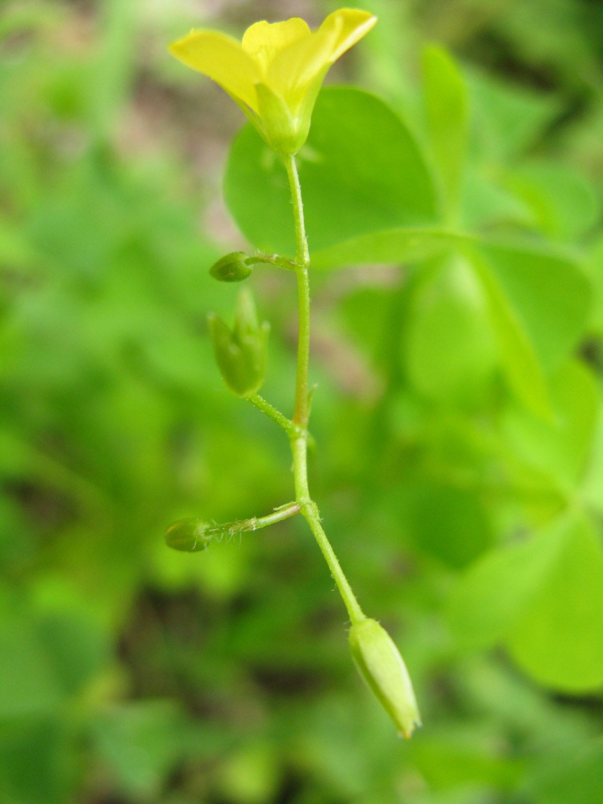 oxalidacea in valbelluna