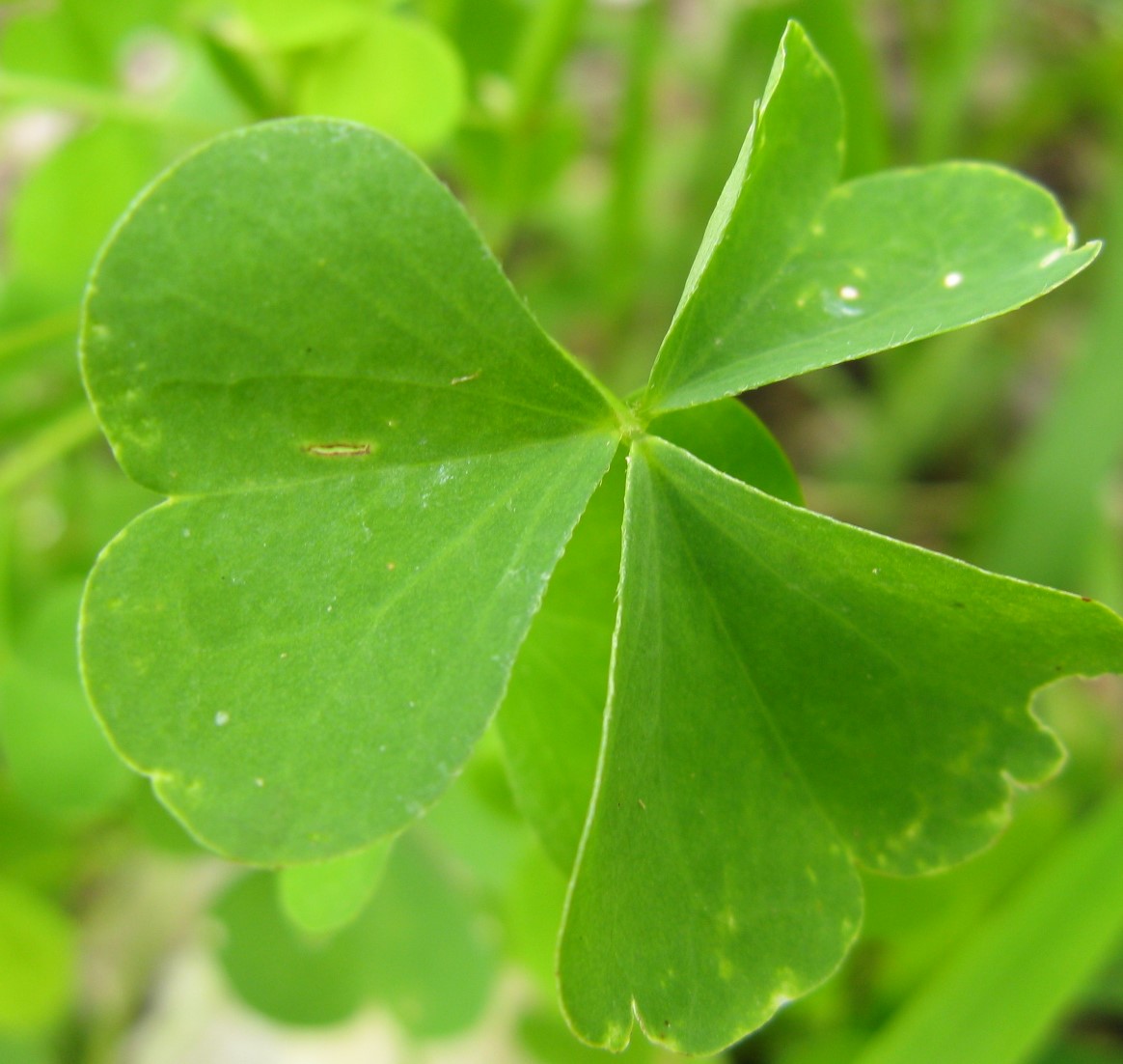 oxalidacea in valbelluna