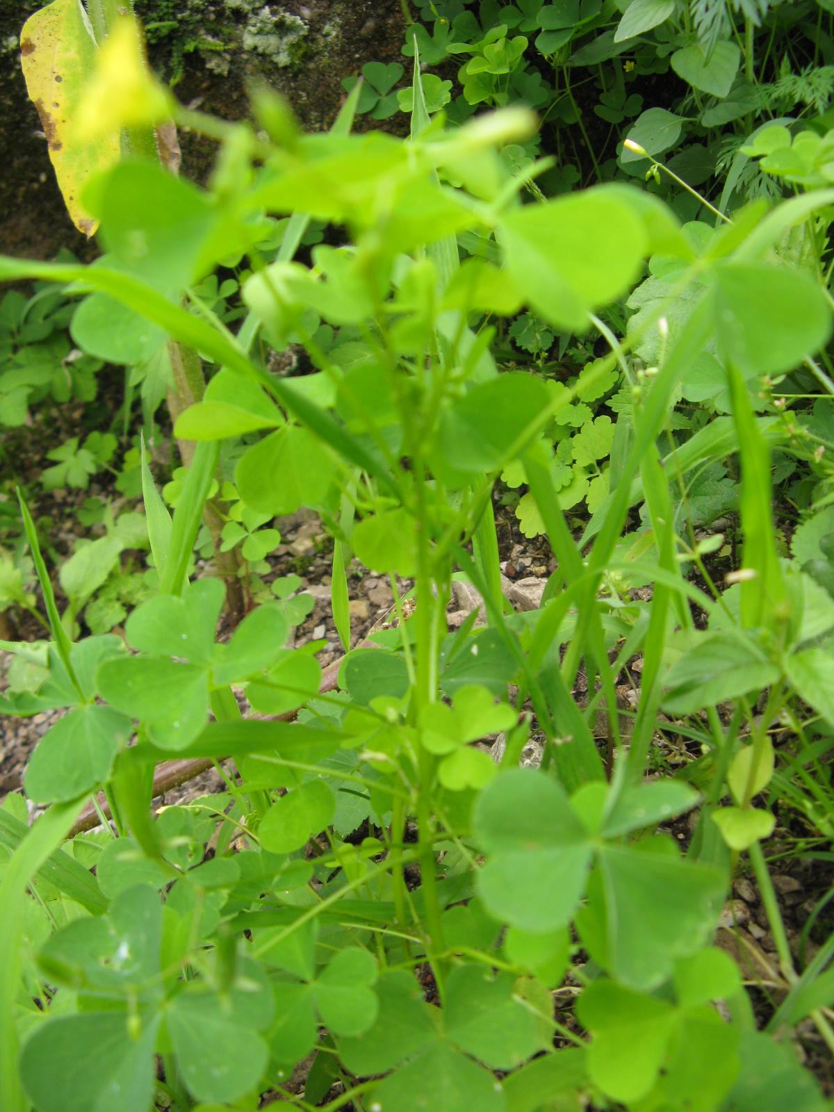 oxalidacea in valbelluna