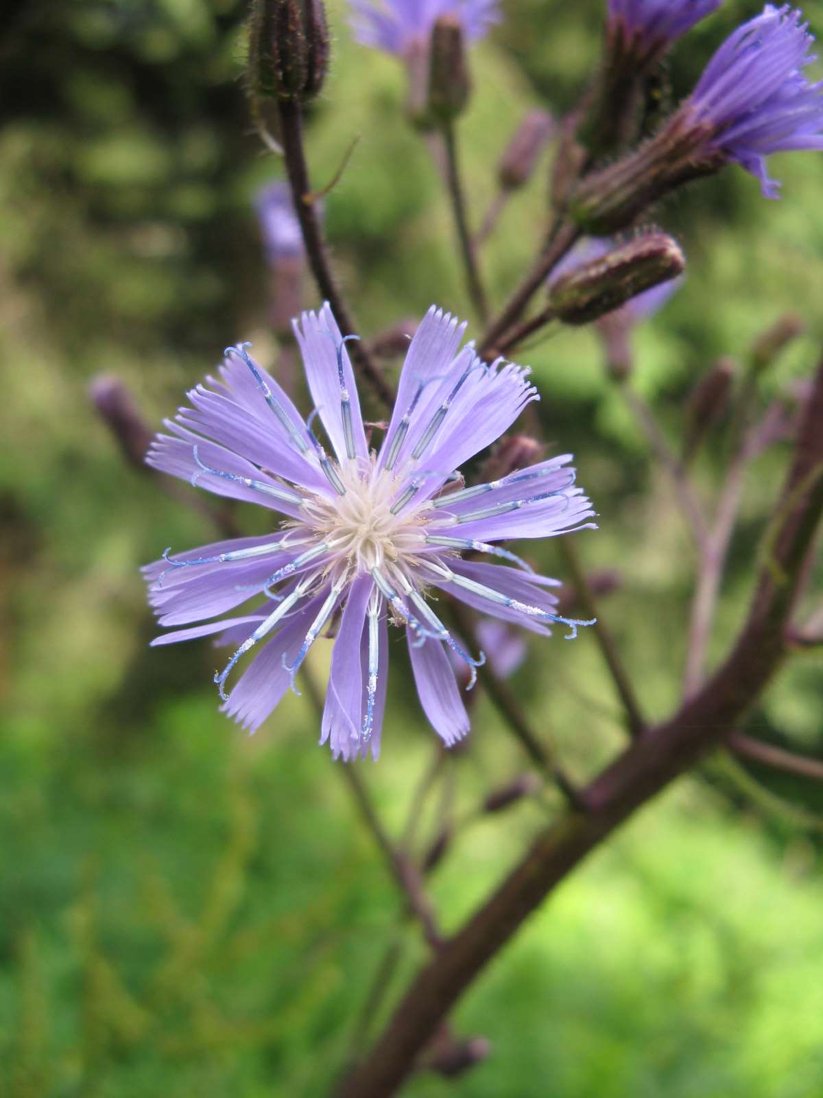 Cicerbita alpina / Lattuga alpina