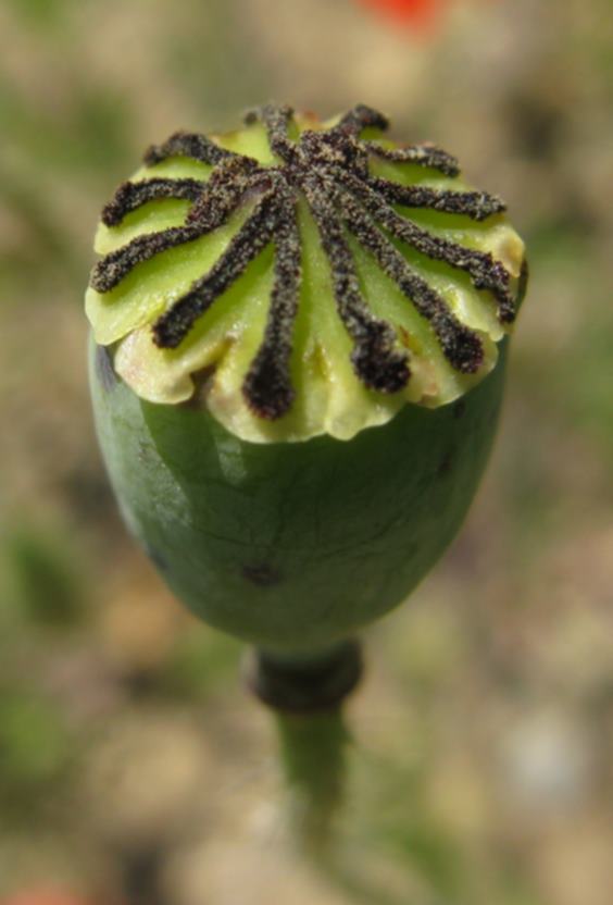 Papaver rhoeas / Papavero comune