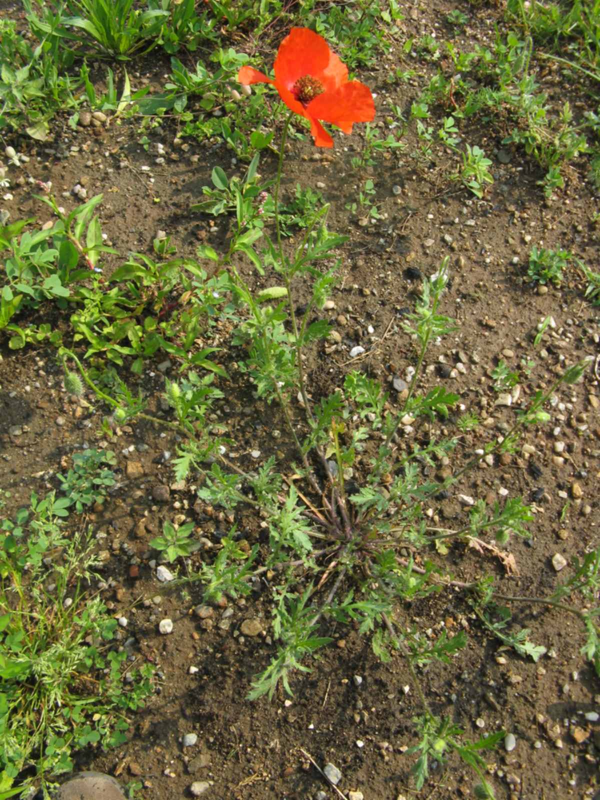 Papaver rhoeas / Papavero comune