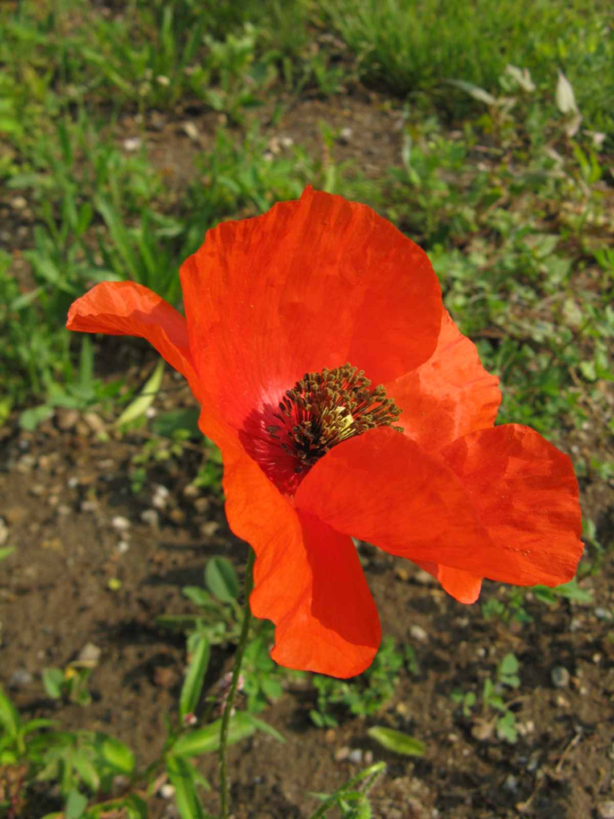 Papaver rhoeas / Papavero comune