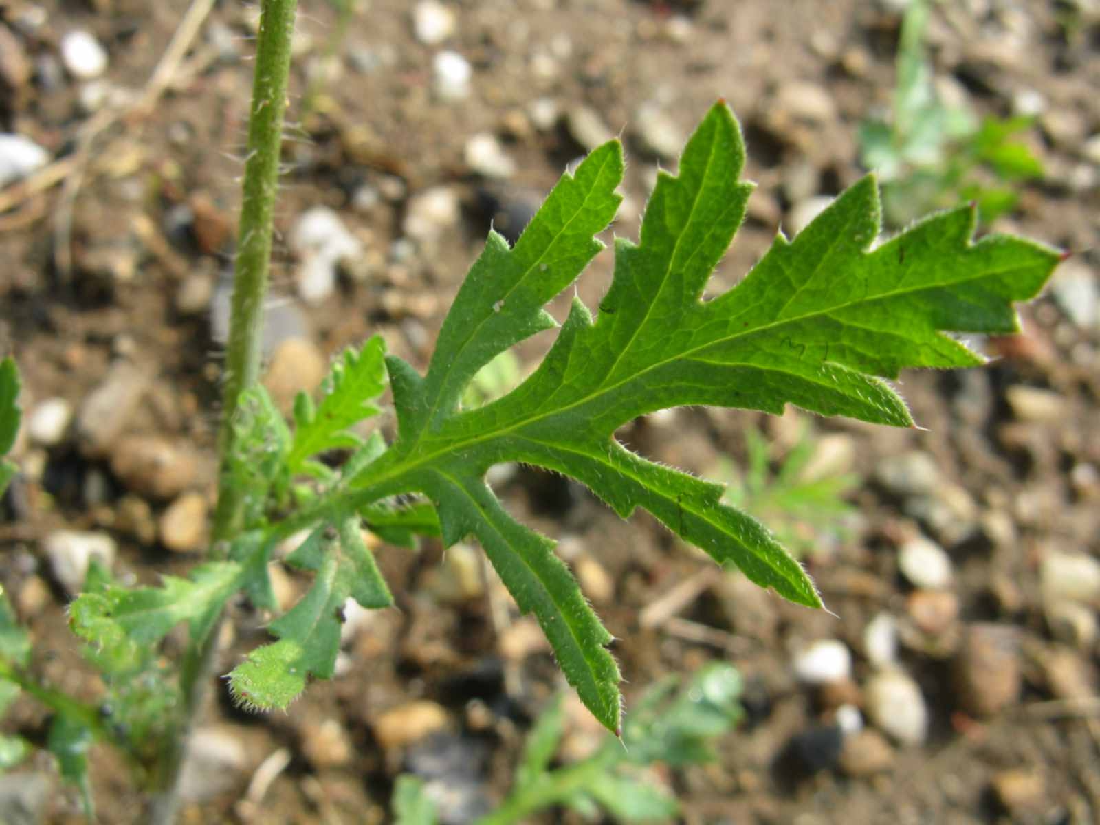 Papaver rhoeas / Papavero comune