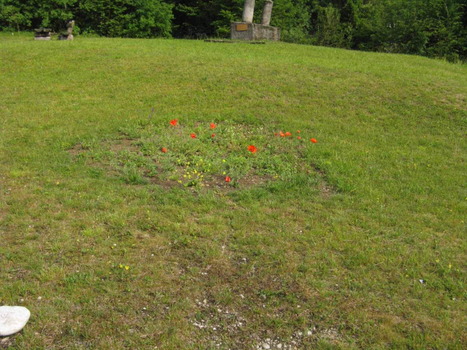 Papaver rhoeas / Papavero comune