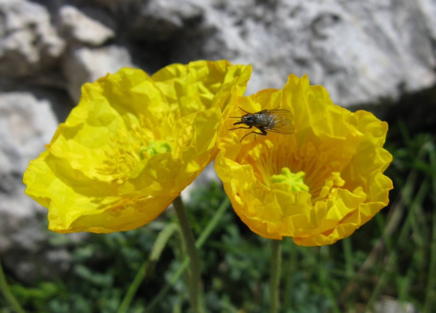 Papaver alpinum / Papavero alpino