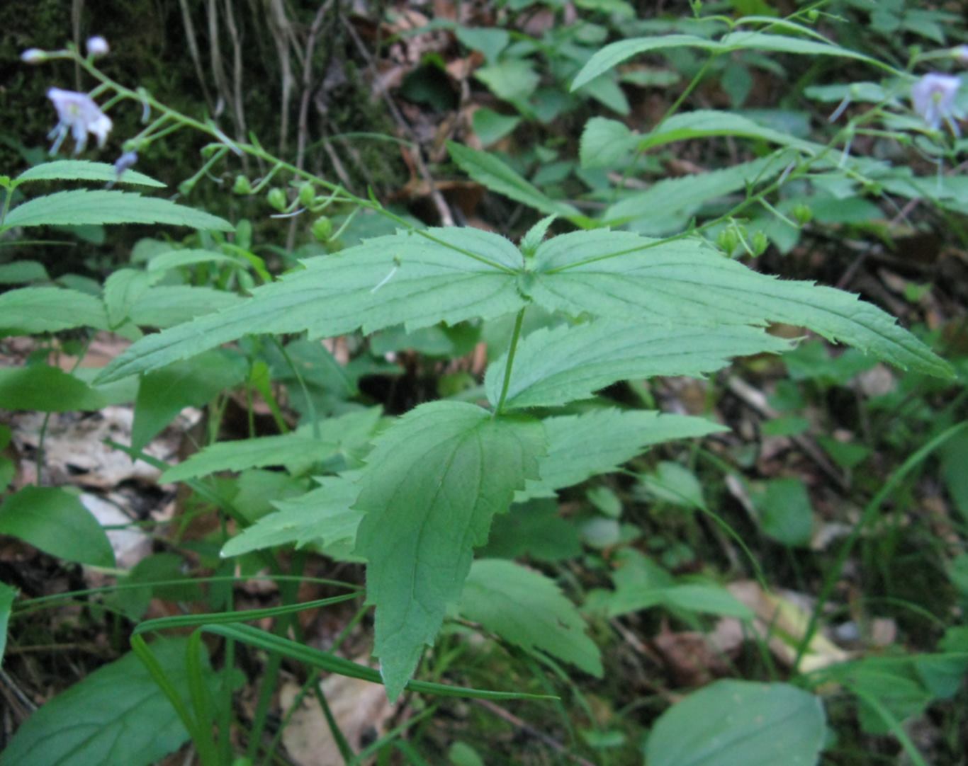 Veronica urticifolia / Veronica a foglie di ortica