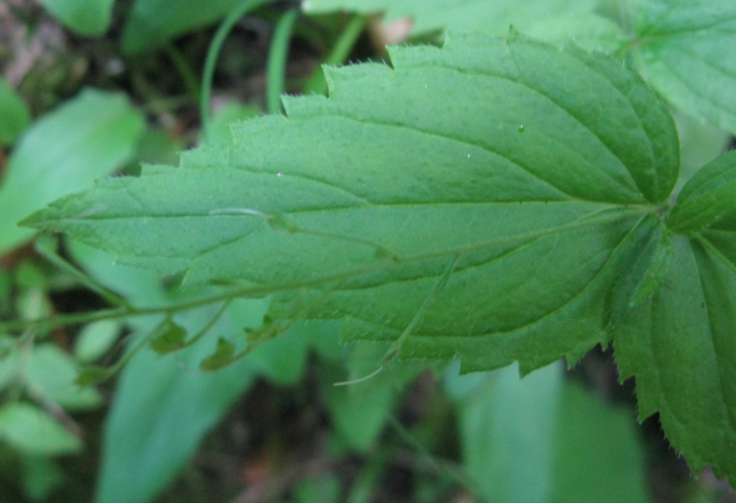 Veronica urticifolia / Veronica a foglie di ortica