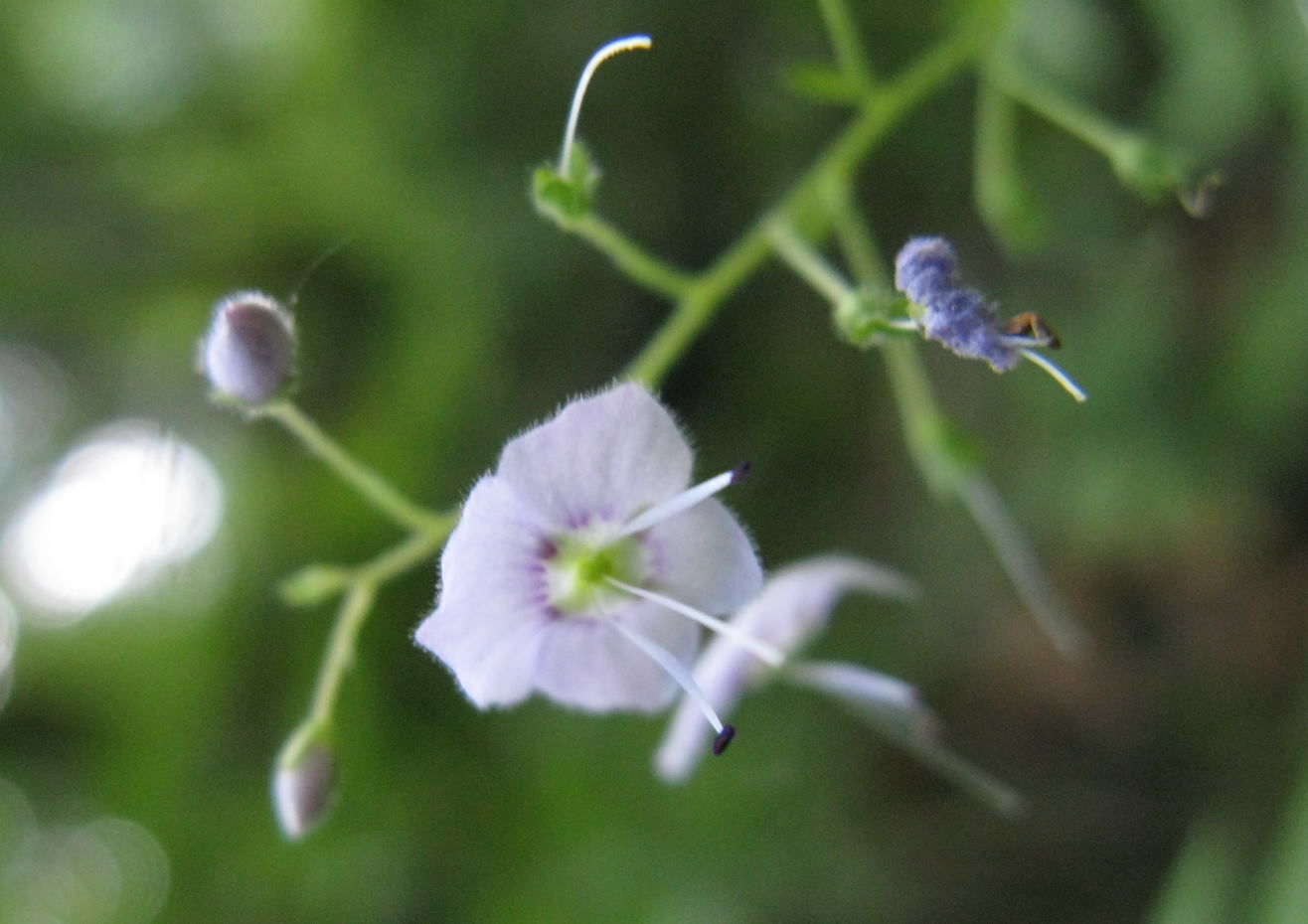 Veronica urticifolia / Veronica a foglie di ortica