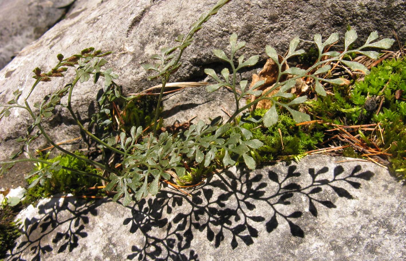 Asplenium ruta-muraria