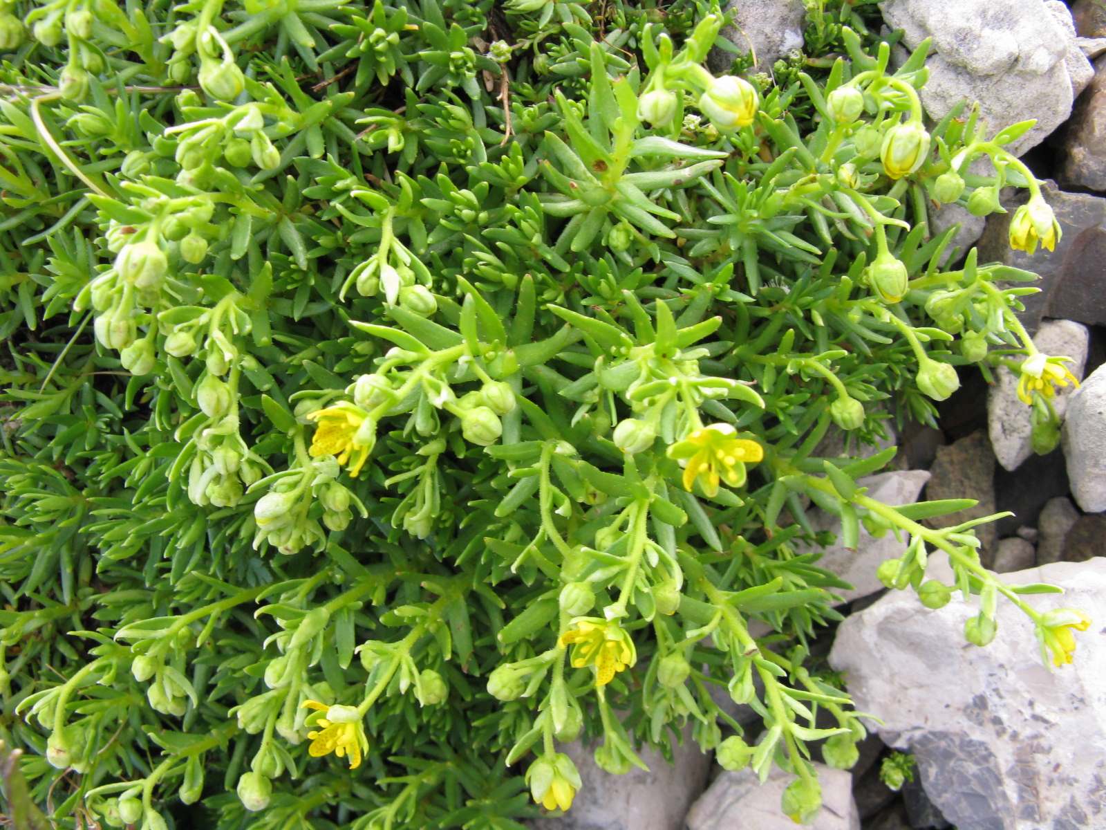 Pianta d''alta quota - Saxifraga aizoides