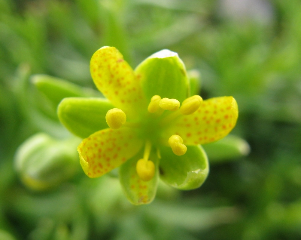 Pianta d''alta quota - Saxifraga aizoides